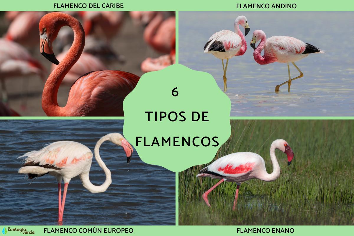 Tipos de flamencos