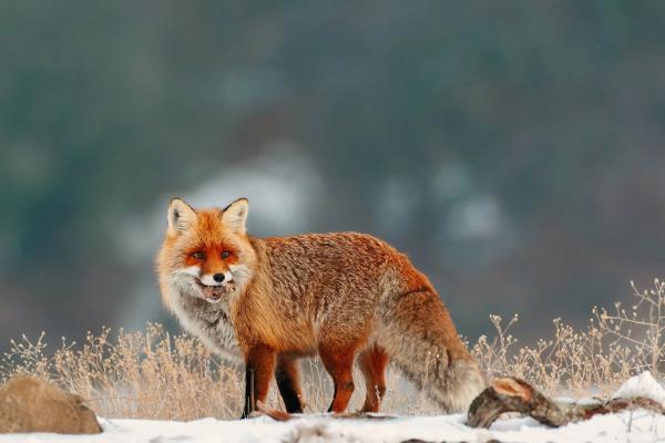 Animales de otoño - Zorro rojo (Vulpes vulpes)