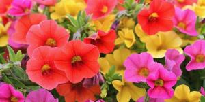 Da la bienvenida a la primavera con estas flores del Lidl que puedes tener por menos de 6 euros