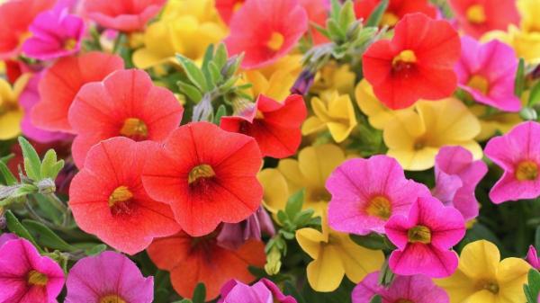 Da la bienvenida a la primavera con estas flores del Lidl que puedes tener por menos de 6 euros