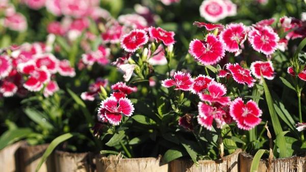 Da la bienvenida a la primavera con estas flores del Lidl que puedes tener por menos de 6 euros - Plantas con flores por menos de 6€ en Lidl esta semana