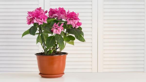 Da la bienvenida a la primavera con estas flores del Lidl que puedes tener por menos de 6 euros - Plantas para alegrar tu hogar esta primavera por poco más de 6€