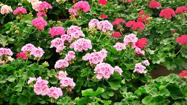 Da la bienvenida a la primavera con estas flores del Lidl que puedes tener por menos de 6 euros - Plantas que podrás encontrar en Lidl por menos de 3€ para alegrar tu casa este inicio de primavera