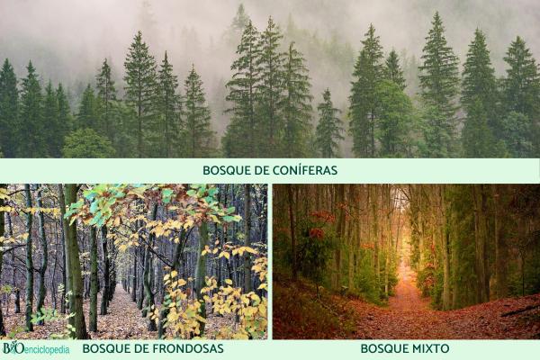 Tipos de bosques - Tipo de bosques según su vegetación