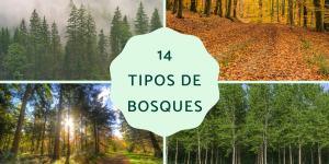 Tipos de bosques