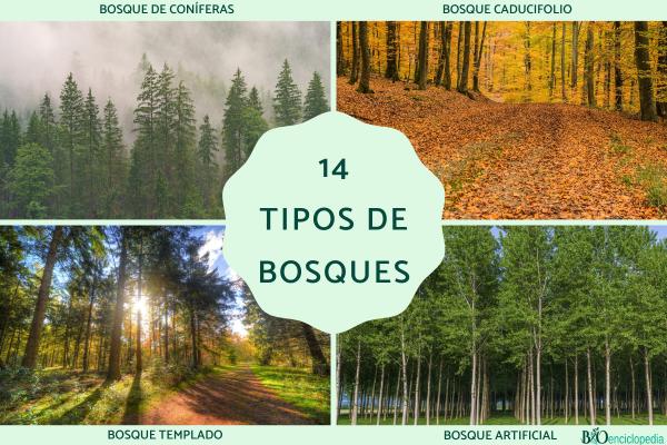 Tipos de bosques