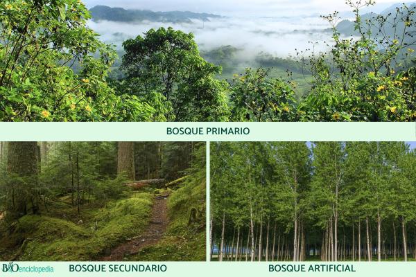 Tipos de bosques - Tipos de bosques según el grado de intervención