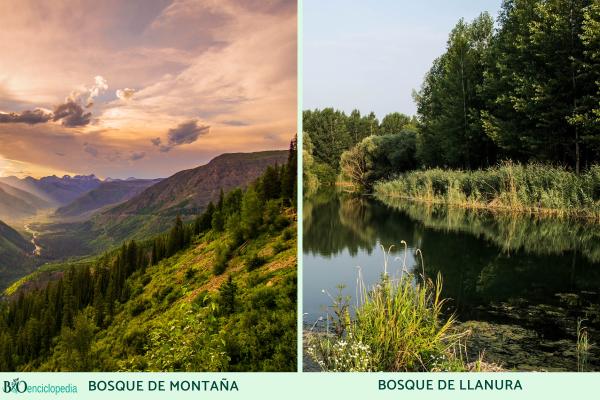 Tipos de bosques - Tipos de bosques según la altitud