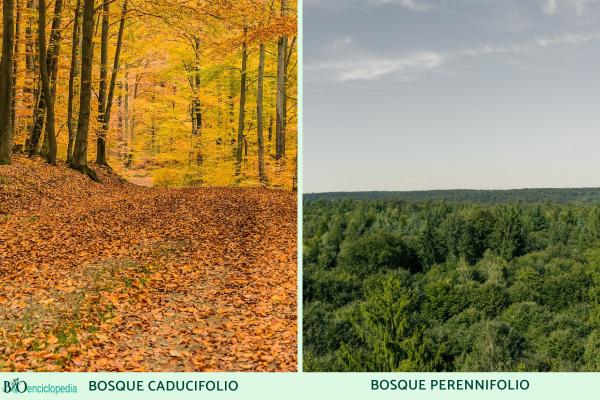 Tipos de bosques - Tipos de bosques según su follaje