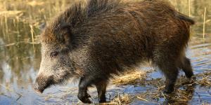 El inesperado problema de Doñana: los jabalíes amenazan a las aves protegidas