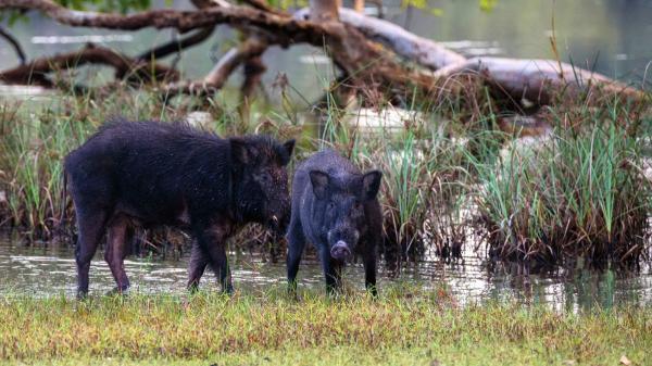 El inesperado problema de Doñana: los jabalíes amenazan a las aves protegidas - Un debate incómodo en conservación