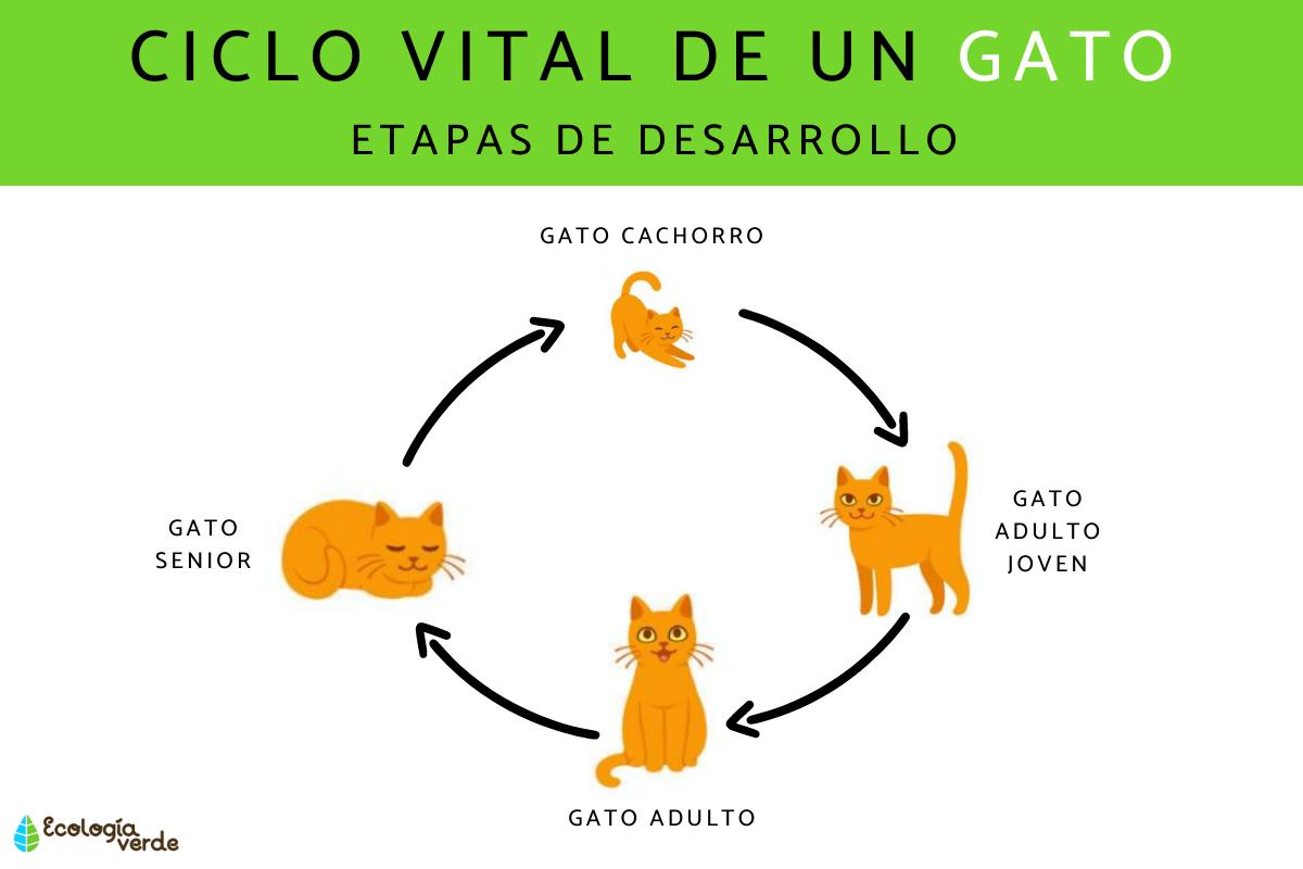 Ciclo de vida del gato