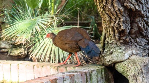 El increíble viaje de un faisán de Málaga a Vietnam para salvar a su especie de la extinción - Cómo un faisán nacido en Málaga se convirtió en pieza clave de un proyecto internacional