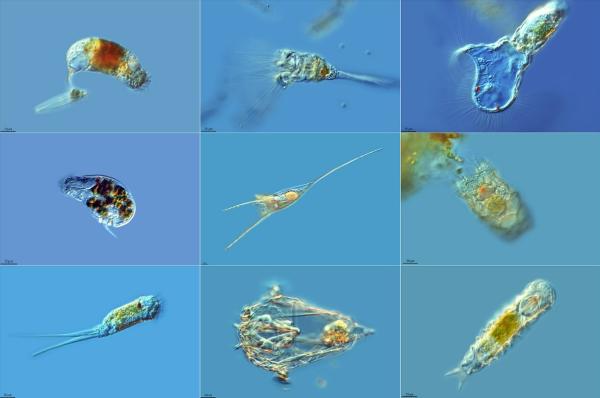 Zooplancton: qué es y ejemplos - Ejemplos de zooplancton 
