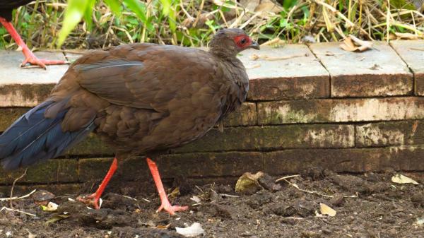 El increíble viaje de un faisán de Málaga a Vietnam para salvar a su especie de la extinción