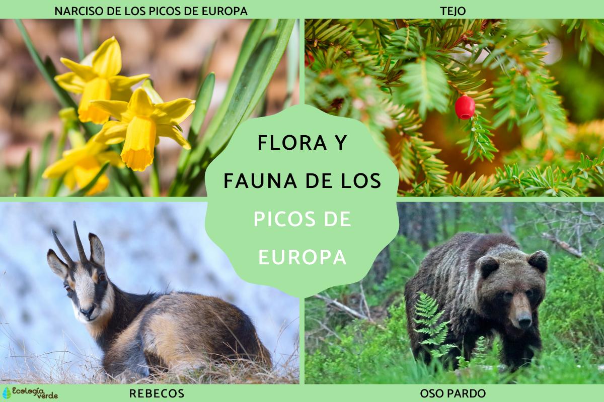 Flora y fauna de los Picos de Europa