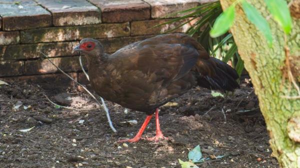 El increíble viaje de un faisán de Málaga a Vietnam para salvar a su especie de la extinción - Un proyecto internacional para evitar la desaparición del faisán de Edwards