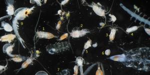 Zooplancton: qué es y ejemplos