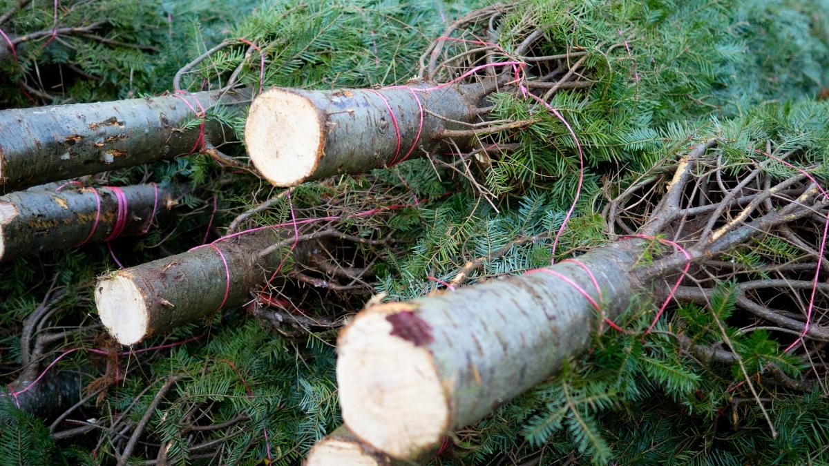 Arrojaron miles de árboles de Navidad al océano para frenar el avance del mar y 30 años después lograron recuperar la costa