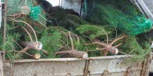 Arrojaron miles de árboles de Navidad al océano para frenar el avance del mar y 30 años después lograron recuperar la costa