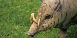 Babirusa