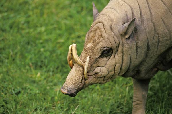 Babirusa