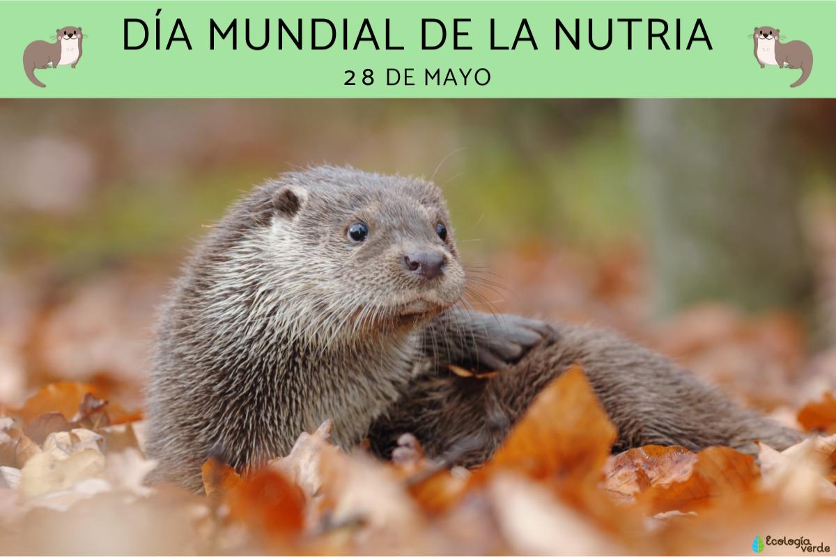 Día Mundial de la Nutria: cuándo es, por qué y cómo celebrarlo