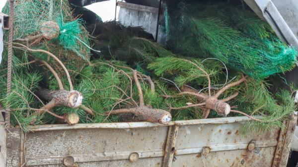 Arrojaron miles de árboles de Navidad al océano para frenar el avance del mar y 30 años después lograron recuperar la costa - No sirve cualquier árbol de Navidad: estos son los que pueden utilizar