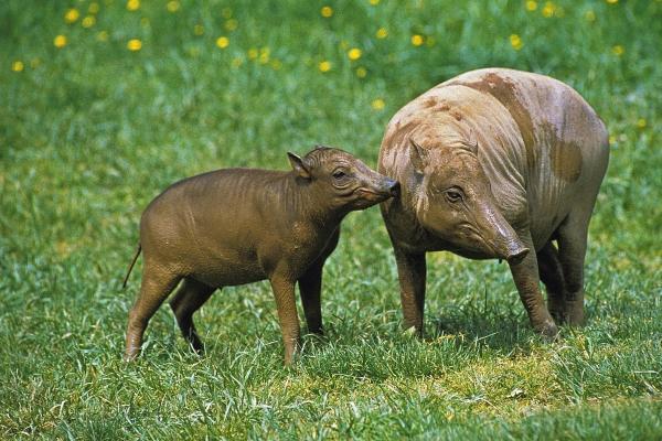 Babirusa - Reproducción del babirusa 