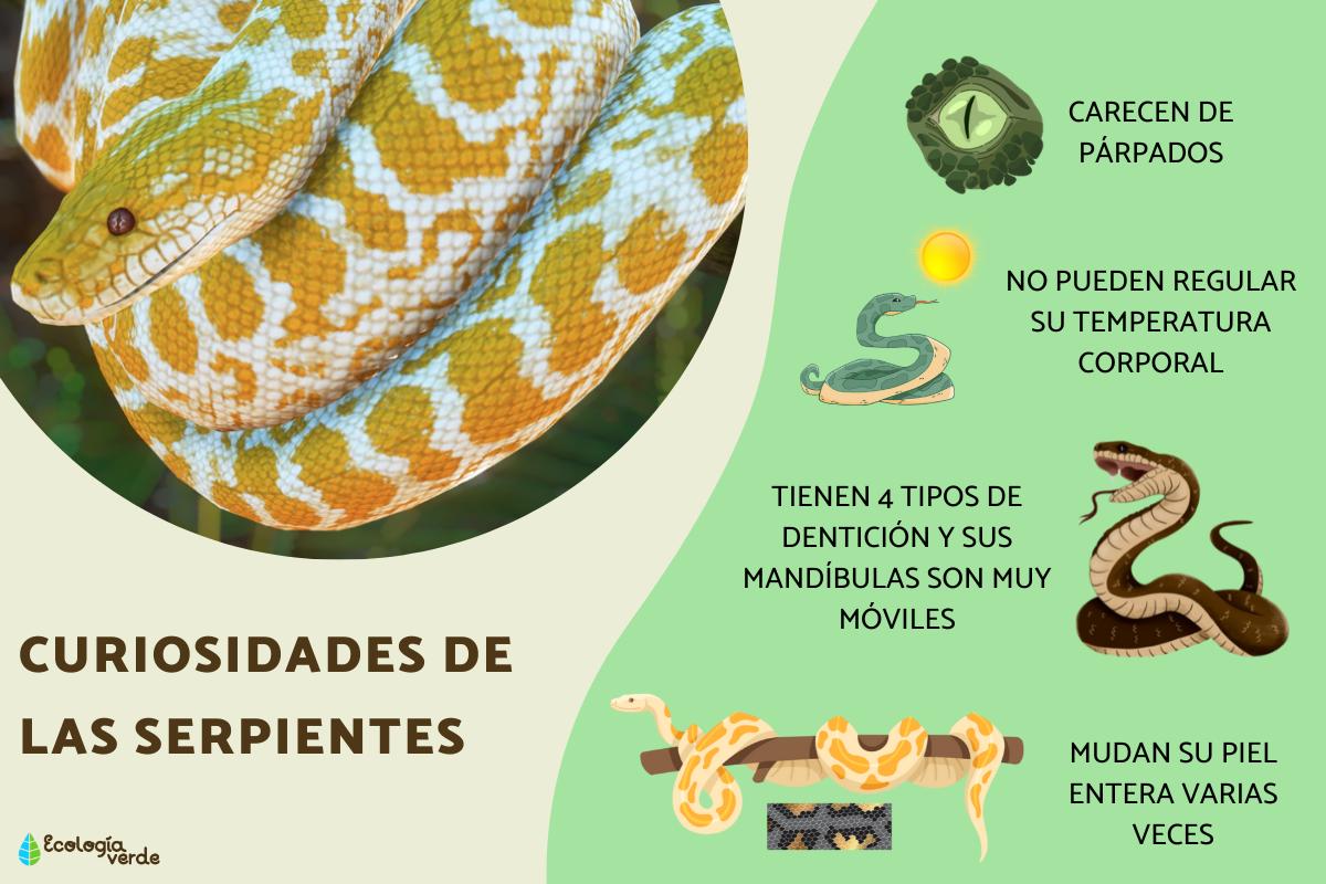 Curiosidades de las serpientes