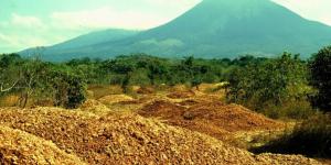 En 1998 cubrieron un terreno degradado con 12.000 toneladas de cáscaras de naranja: 16 años después era un bosque