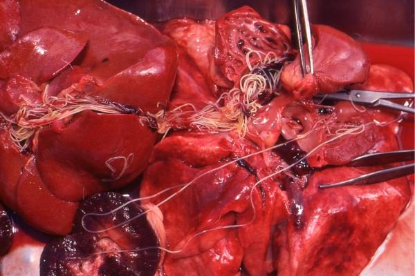 Diagnóstico Serológico de la Dirofilariosis en Perros - Resultados