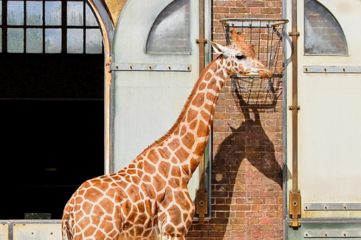 Cuidador de animales de zoológico: qué es, sus funciones y salidas laborales