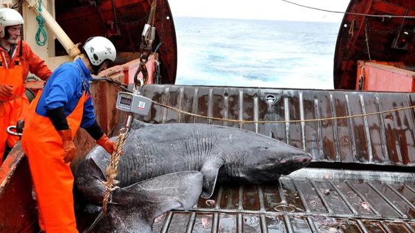 Groenlandia se plantea si sacrificar 1.000 ejemplares del tiburón más longevo del mundo y la ciencia cuestiona la medida - El plan para sacrificar 1.000 tiburones de Groenlandia