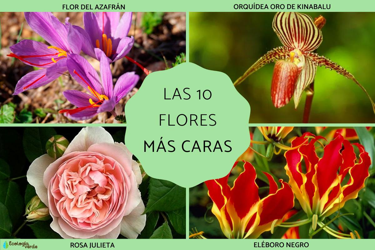 Las flores más caras