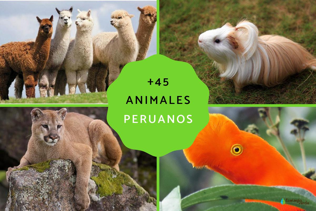 Animales nativos del Perú