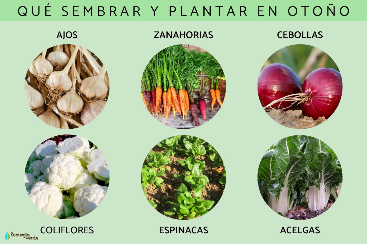 Qué sembrar y plantar en otoño
