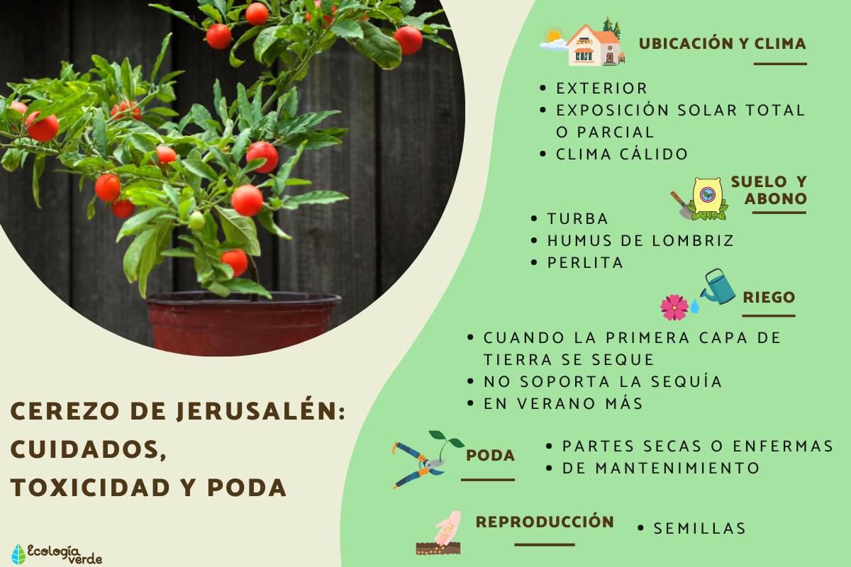 Solanum pseudocapsicum o cerezo de Jerusalén: cuidados, toxicidad y poda