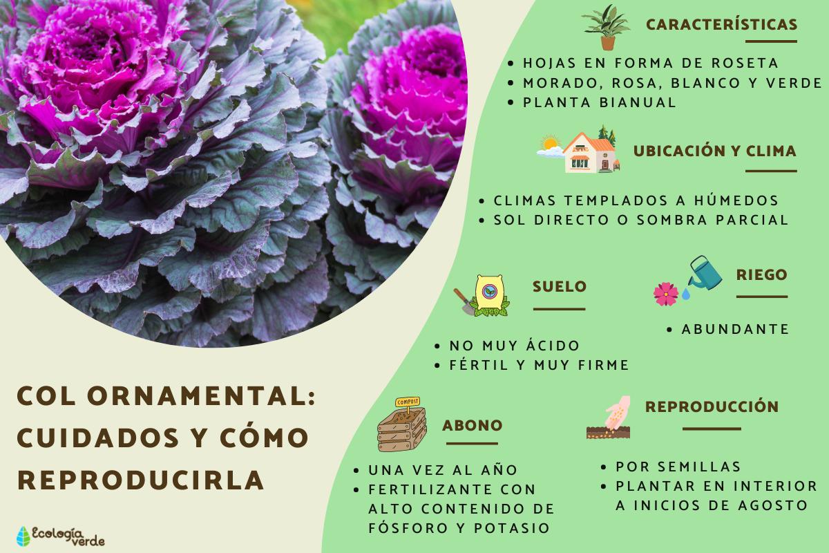 Col ornamental: cuidados y cómo reproducirla