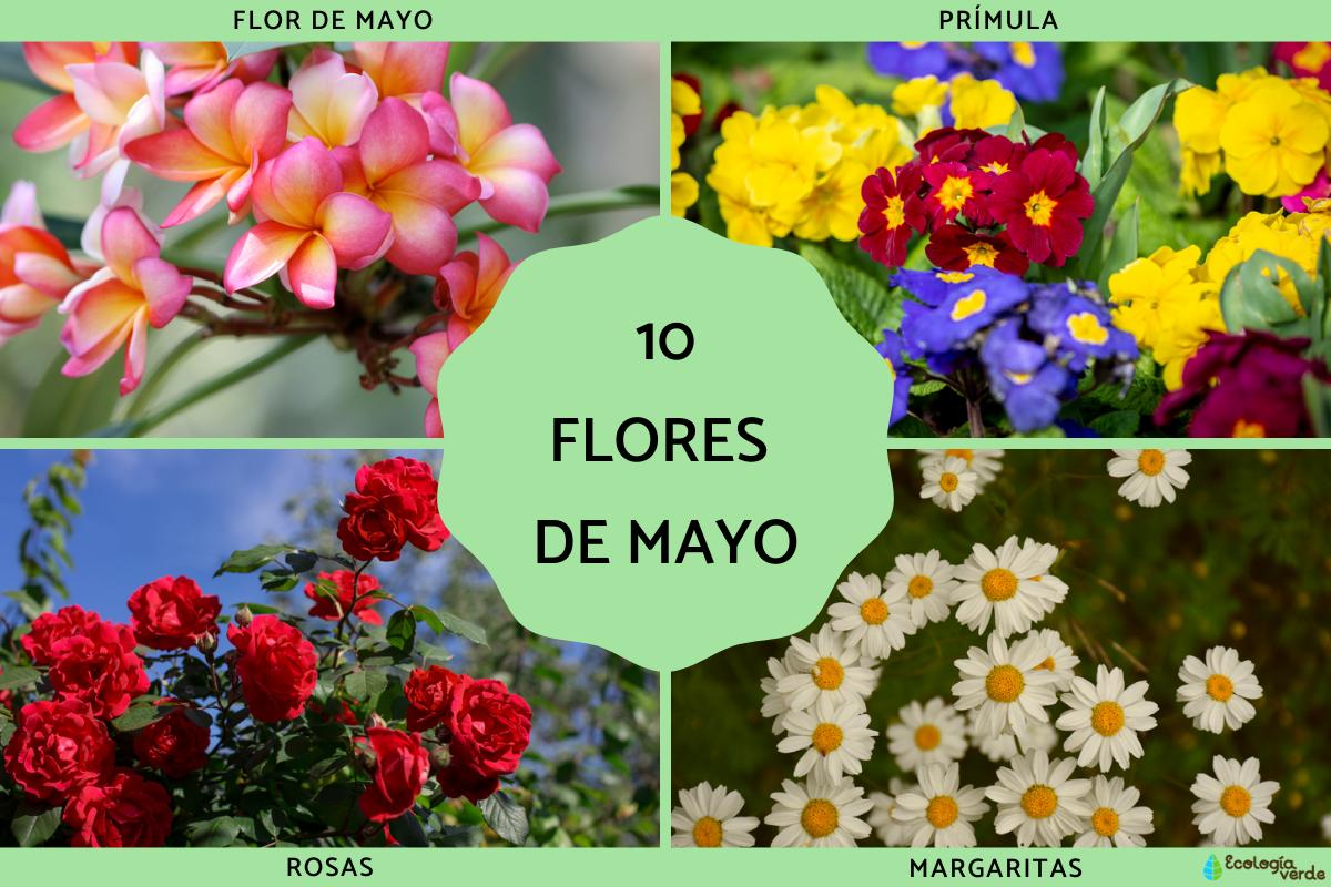 Flores de mayo