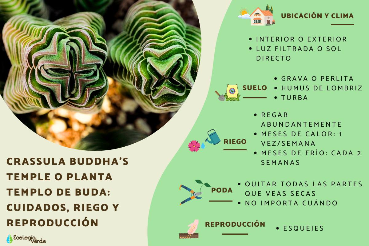 Crassula Buddha’s Temple o planta templo de buda: cuidados, riego y reproducción