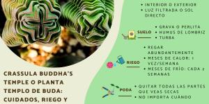Crassula Buddha’s Temple o planta templo de buda: cuidados, riego y reproducción
