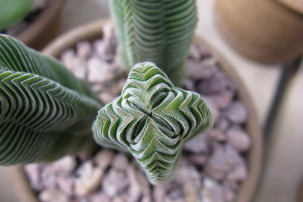 Crassula Buddha’s Temple o planta templo de buda: cuidados, riego y reproducción - ¿Cuáles son las características de la Crassula Buddha’s Temple?