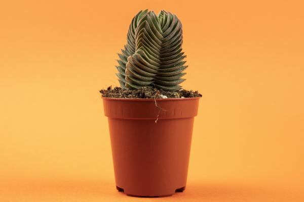 Crassula Buddha’s Temple o planta templo de buda: cuidados, riego y reproducción - ¿Dónde colocar la Crassula Buddha’s Temple: interior o exterior?