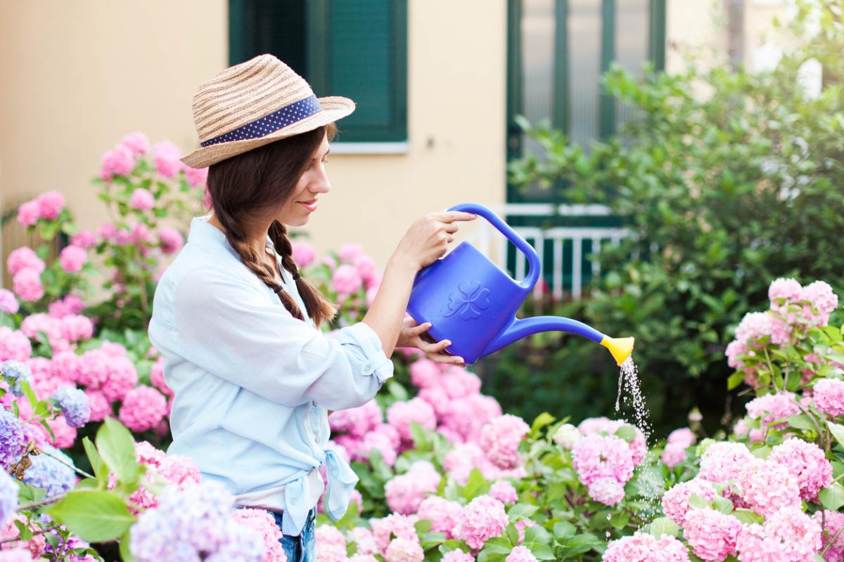 ¿Es bueno el vinagre para las hortensias?