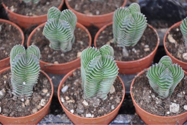 Crassula Buddha’s Temple o planta templo de buda: cuidados, riego y reproducción - ¿Qué tipo de maceta y sustrato necesita la planta templo de buda?