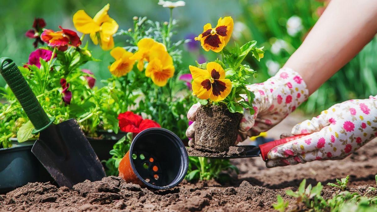 Renueva tu jardín esta primavera: 10 consejos fáciles para hacerlo florecer y llenarlo de vida
