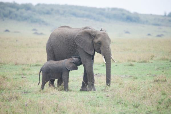 Tipos de selvas - Selva basal o de llanura