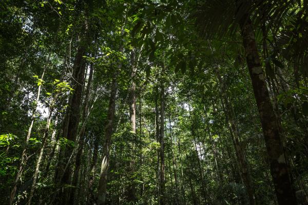 Tipos de selvas - Selva ecuatorial