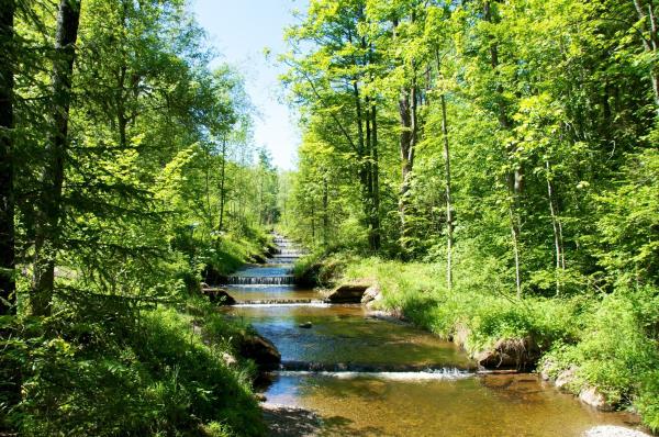 Tipos de selvas - Selva en galería